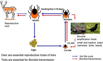 Borrelia bavariensis: Vector Switch, Niche Invasion, and Geographical Spread of a Tick-Borne Bacterial Parasite